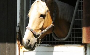 厩舎と騎手で馬券を決める