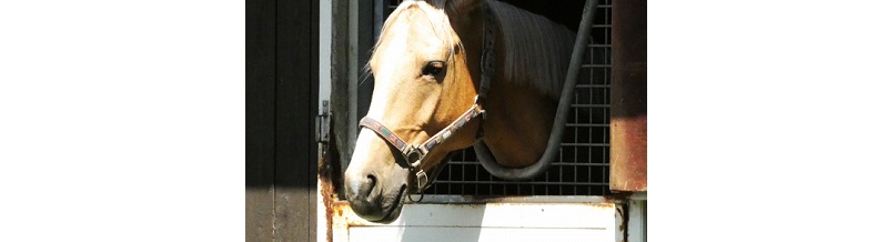 厩舎と騎手で馬券を決める